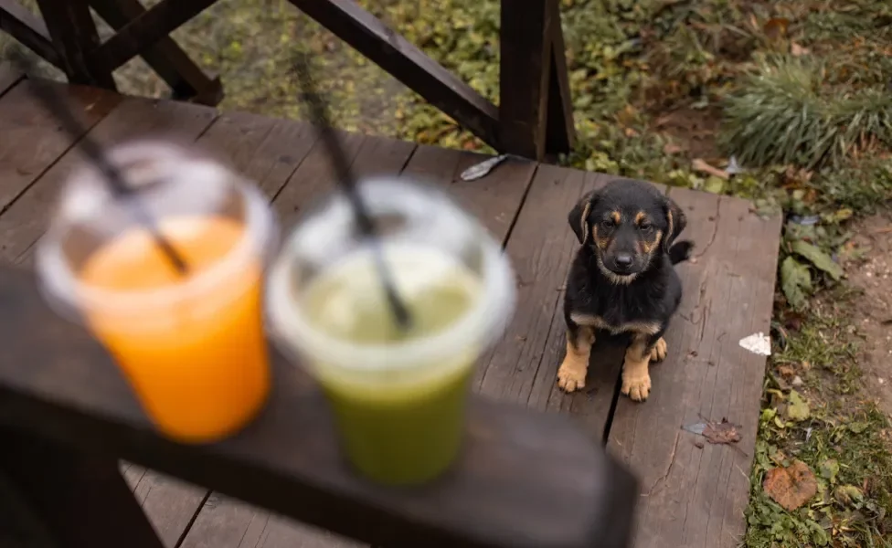 Cãozinho olhando para dois copos de suco, um verde e outro laranja