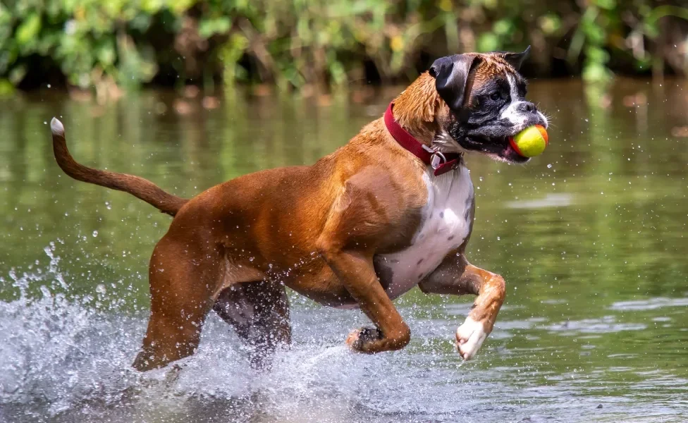 Boxer correndo em lago com bola na boca