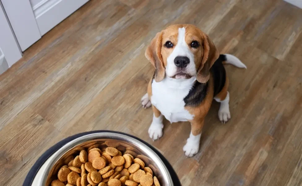 cachorro olhando para pote de ração