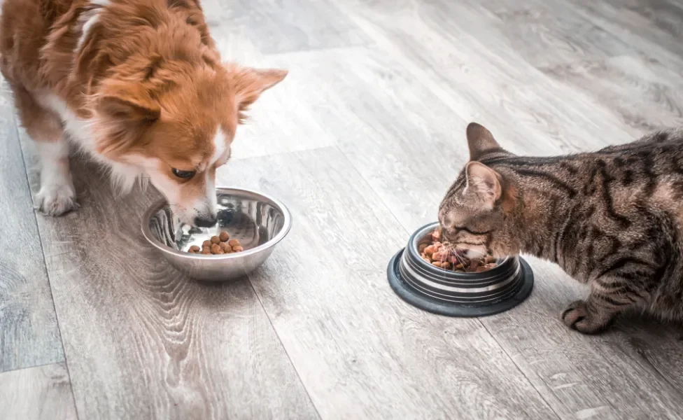 cachorro e gato comendo ração