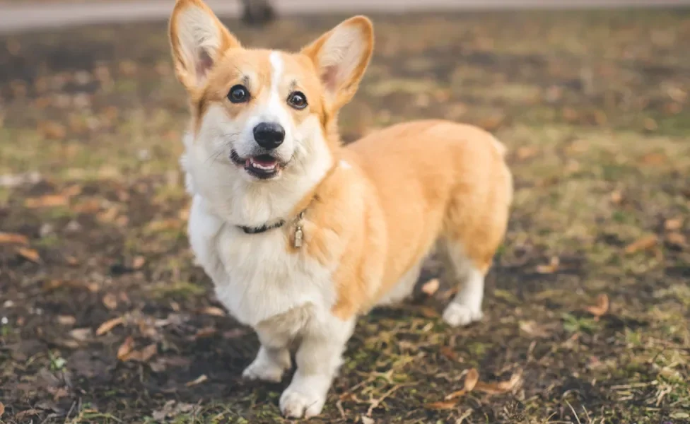 corgi de pé ao ar livre