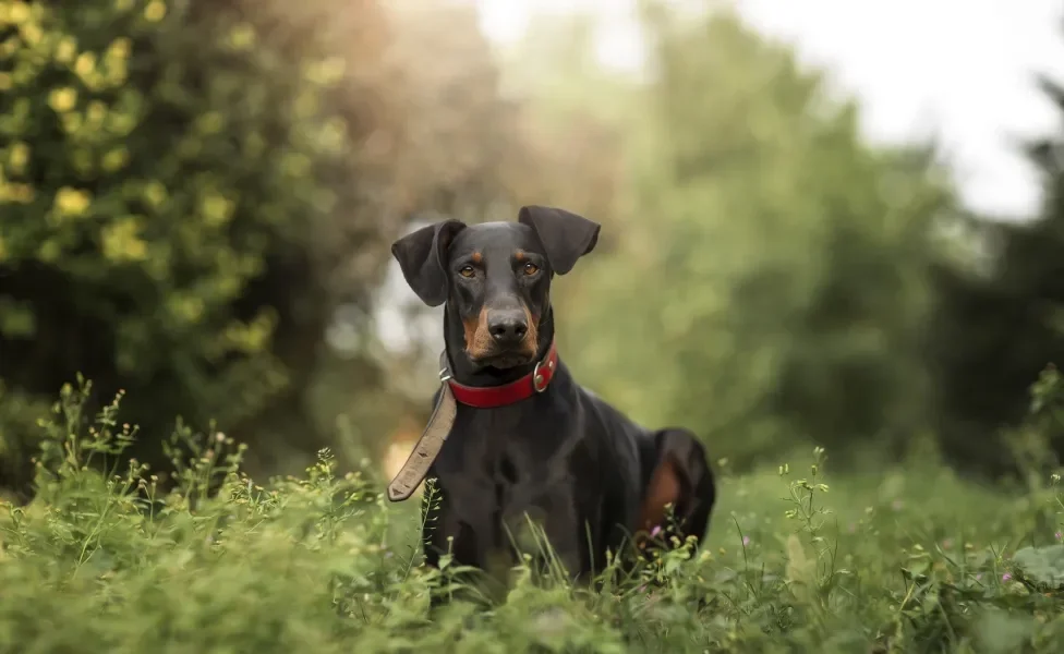 cachorro doberman deitado na grama