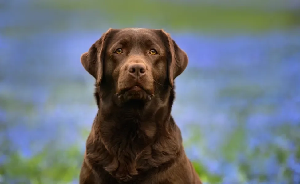cachorro labrador com semblante sério