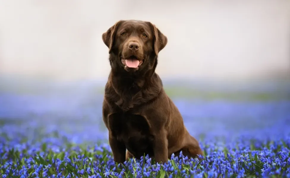 raças de cachorro labrador sentado em gramado