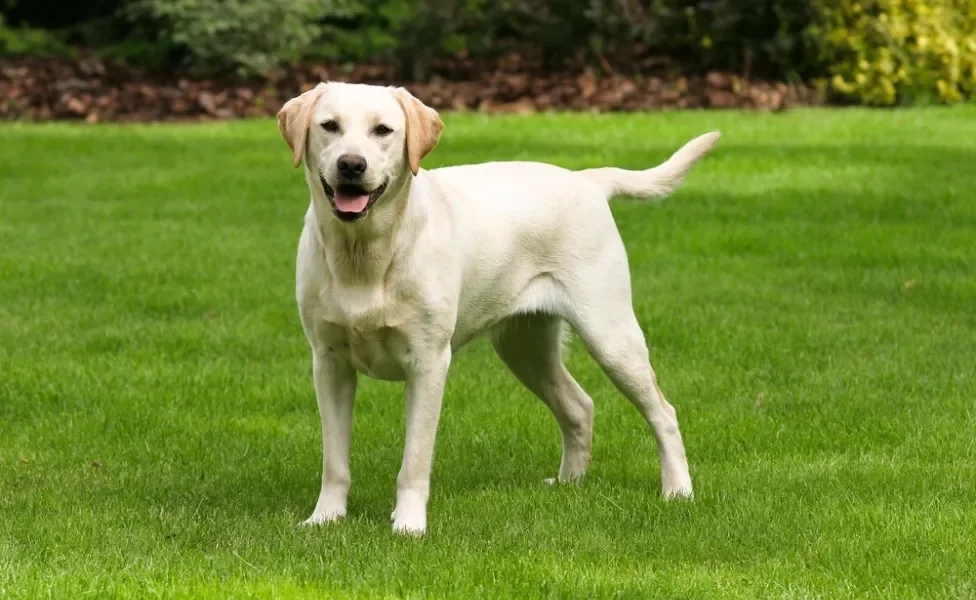 cachorro labrador de pé ao ar livre