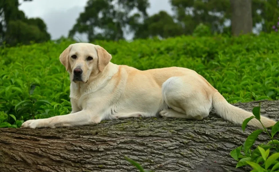 labrador deitado na grama