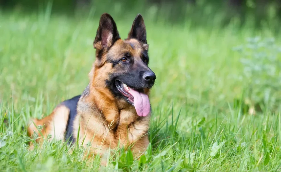 cachorro pastor alemão deitado no gramado