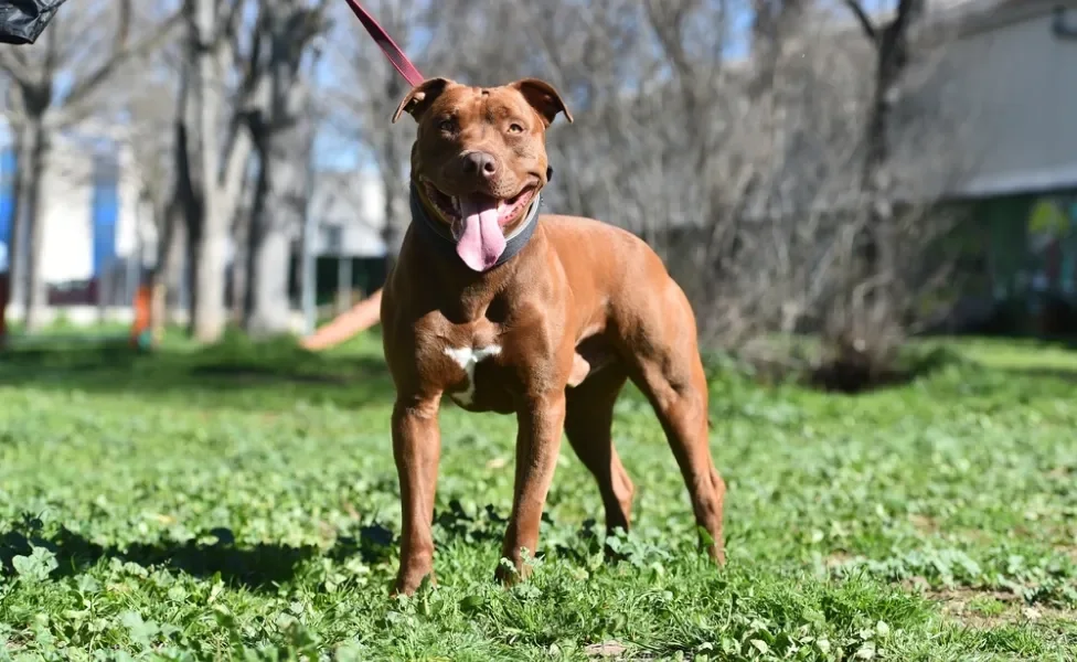 pitbull em pé na grama