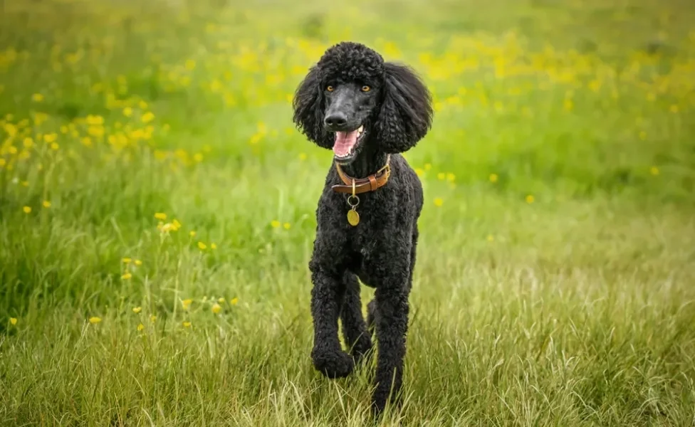 raças de cachorro poodle standard em campo