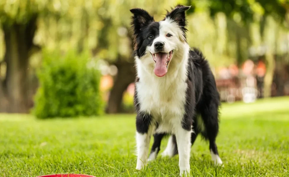 border collie ao ar livre com língua de fora