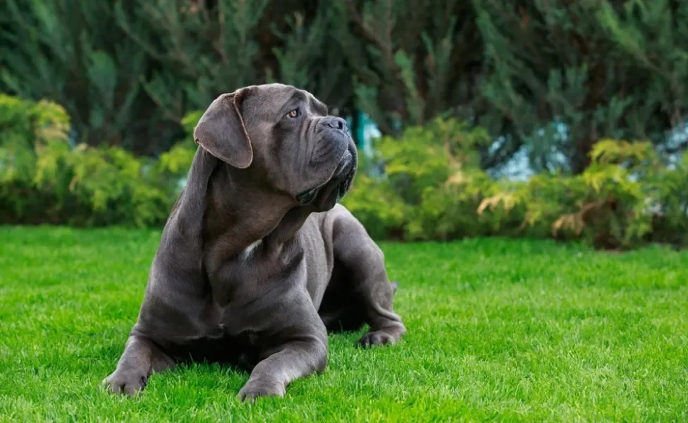 cane corso deitado na grama