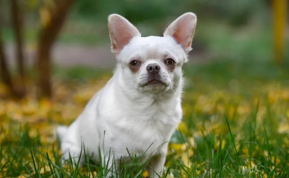 cachorro chihuaha sentado na grama