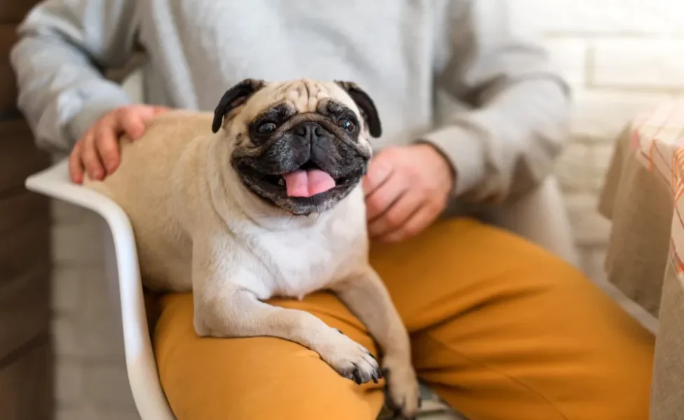 cachorro pug deitado no colo do dono