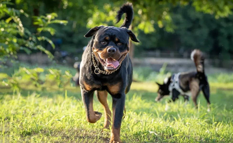 rottweiler correndo na grama