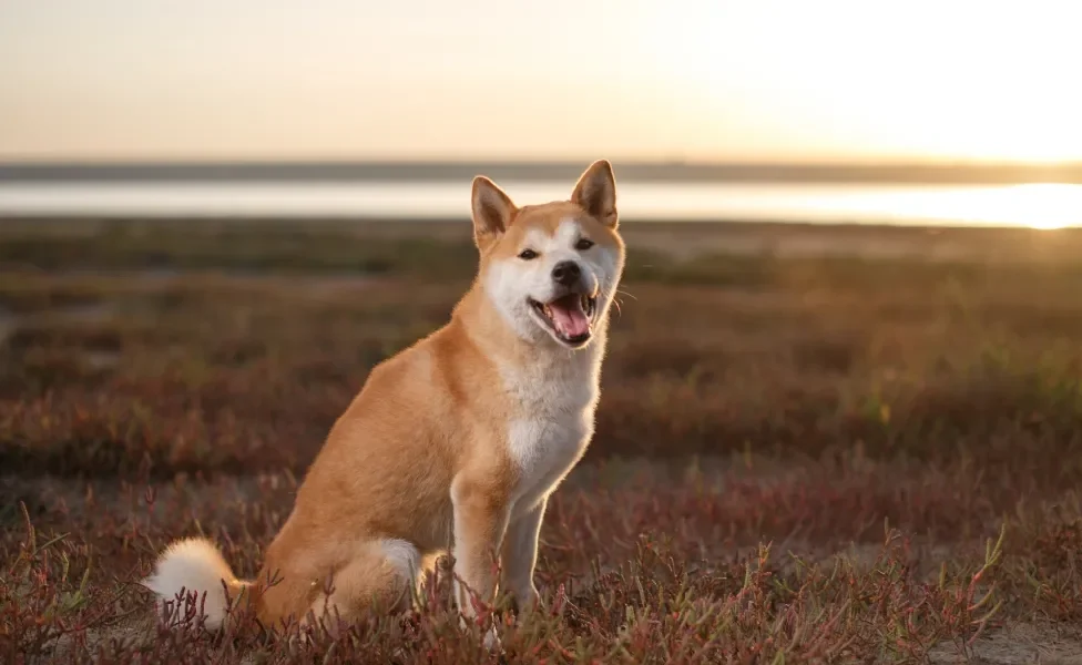 raças de cachorro shiba inu sentado em um campo