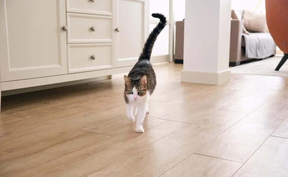 gato andando com rabo de gato balançando