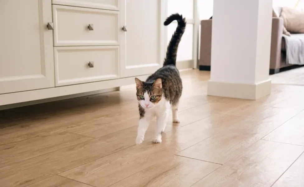 Gato branco e rajado andando pela casa