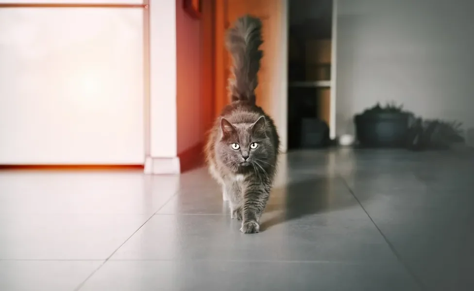 Gato cinza peludo andando, fotografado de frente