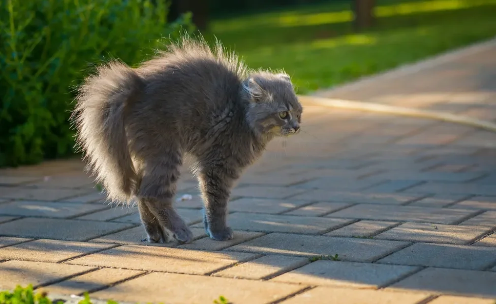 Gato cinza peludo com o rabo eriçado na rua