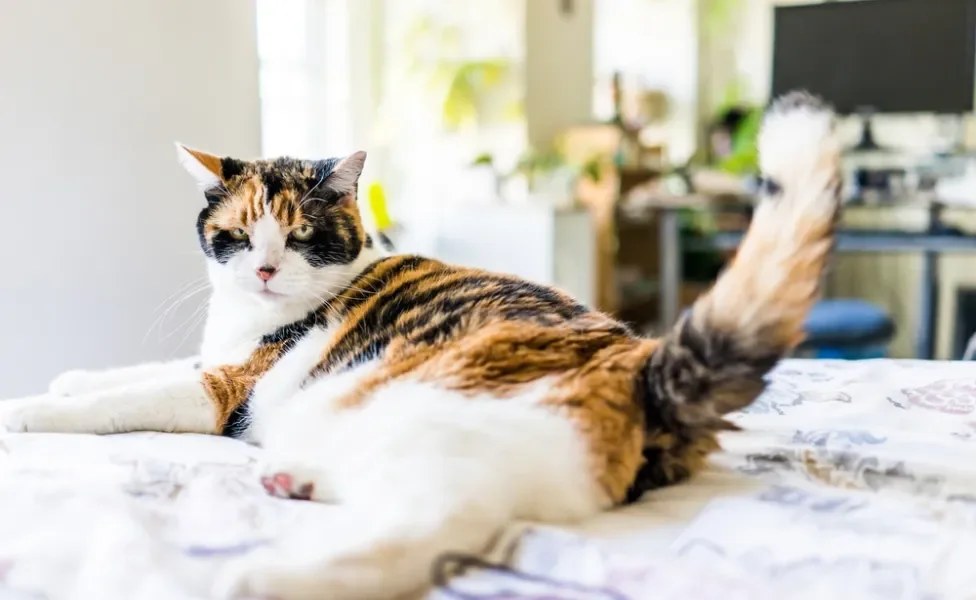 Gato tricolor deitado com visual irritado