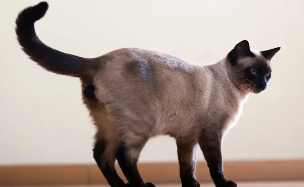 Gato siamês