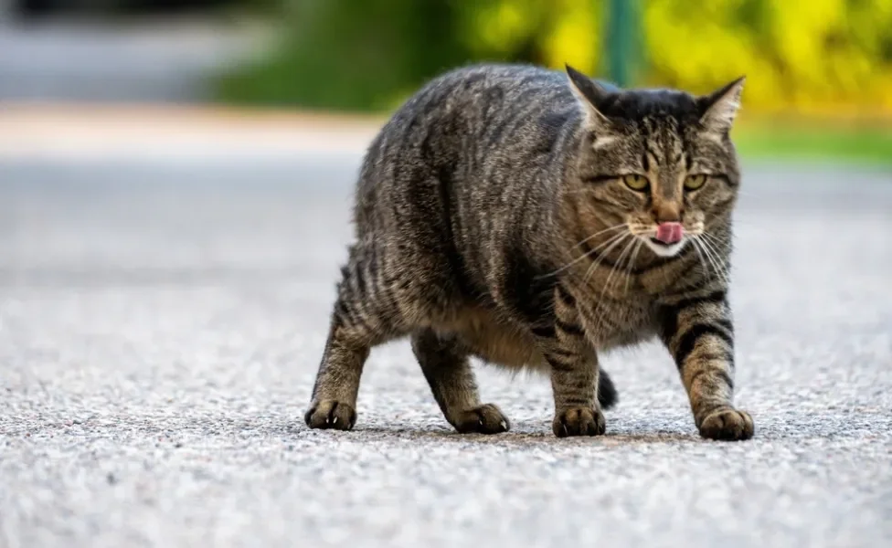 Gato trigado na rua
