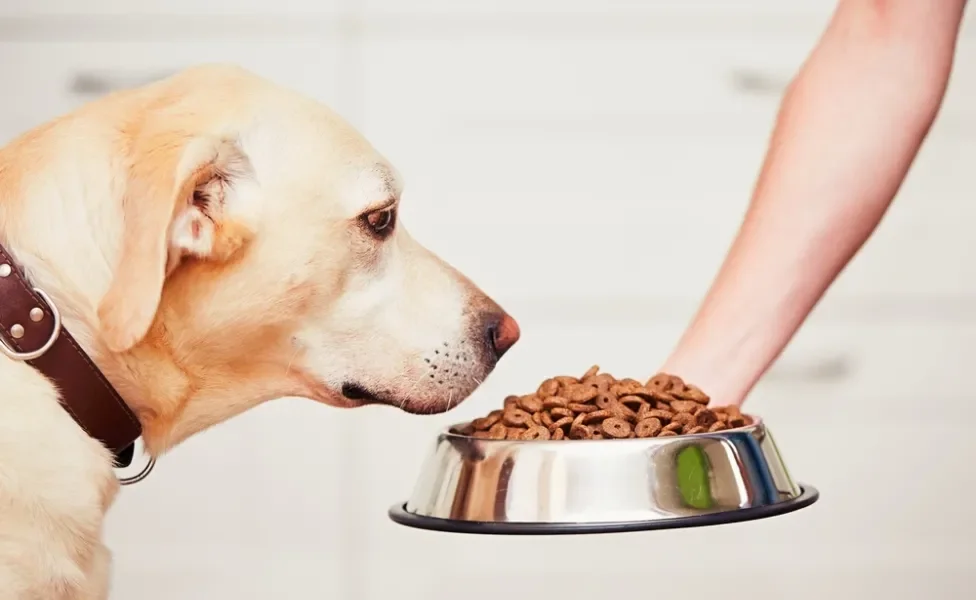 cachorro comendo ração de cachorro