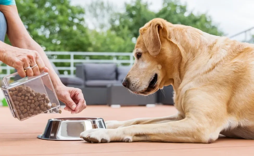 pessoa colocando ração para cachorro no pote