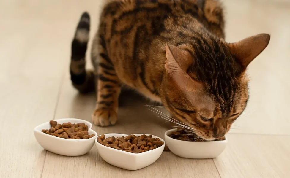 gato comendo ração para gatos 