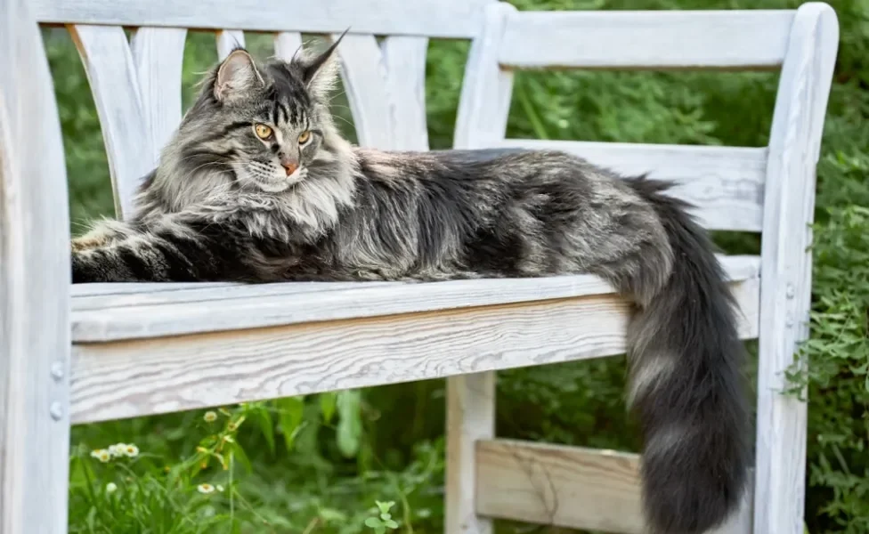 Gato Maine Coon deitado em um banco de madeira