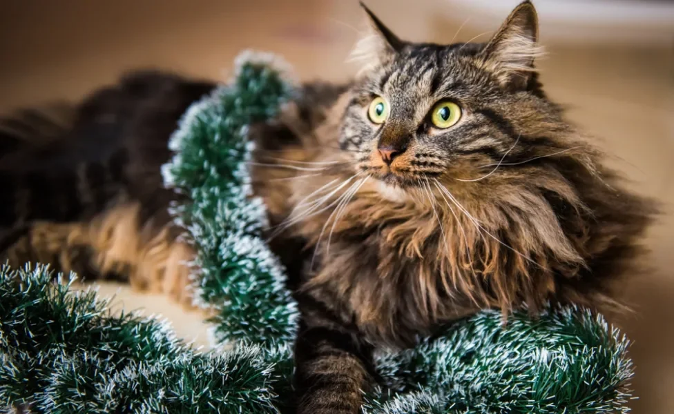 Gato Norueguês da Floresta