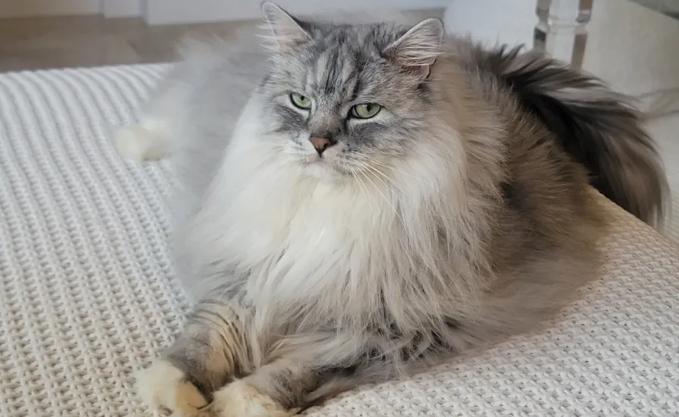 Gato Ragamuffin deitado no sofá