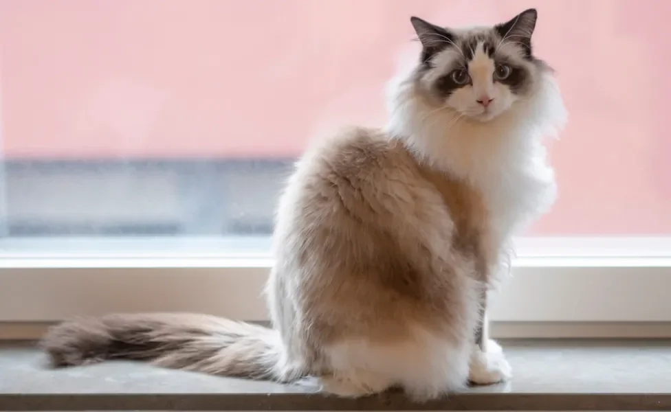 Gato Ragdoll em ambiente interno