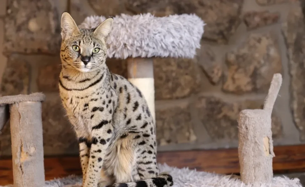 Gato Savannah em ambiente interno