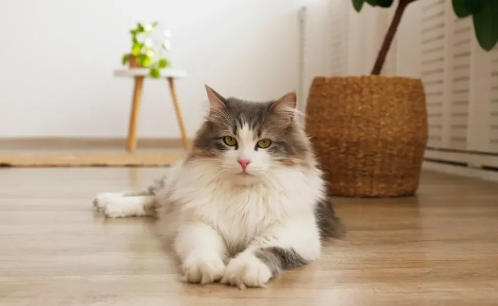 Gato Siberiano deitado no chão