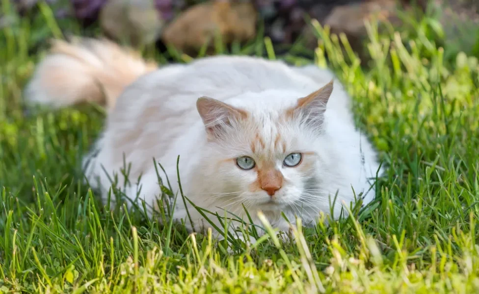 Gato Van Turco deitado na grama
