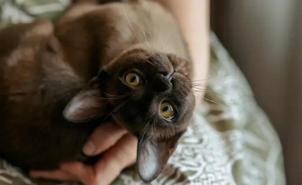 Gato Burmês no colo do dono