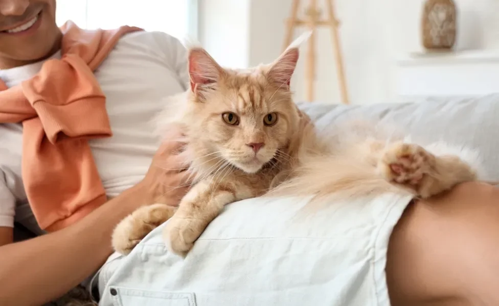 Gato Maine Coon no colo do dono