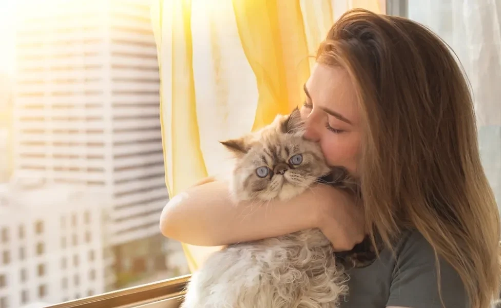 Gato Persa sendo abraçado e beijado pela dona