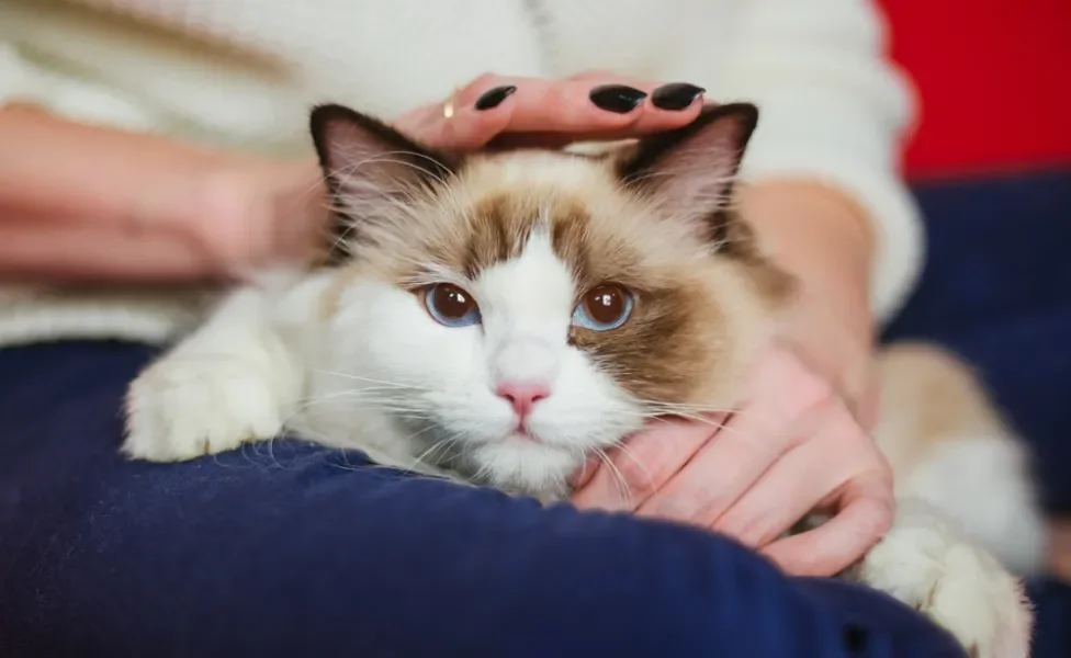 Gato Ragdoll no colo de tutora