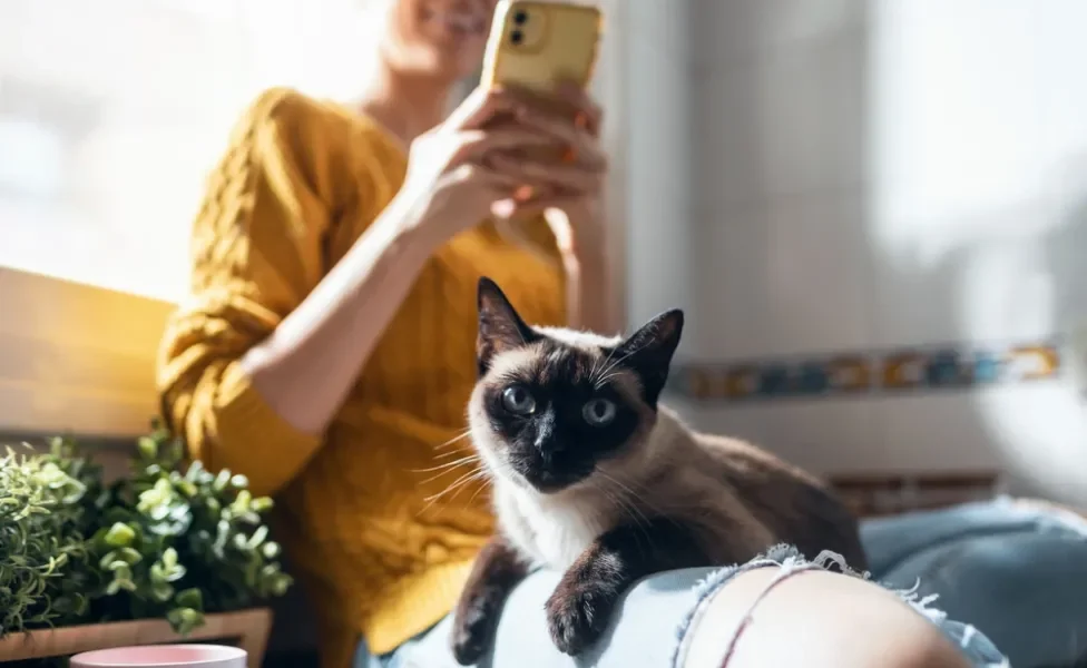 Gato Siamês no colo da tutora