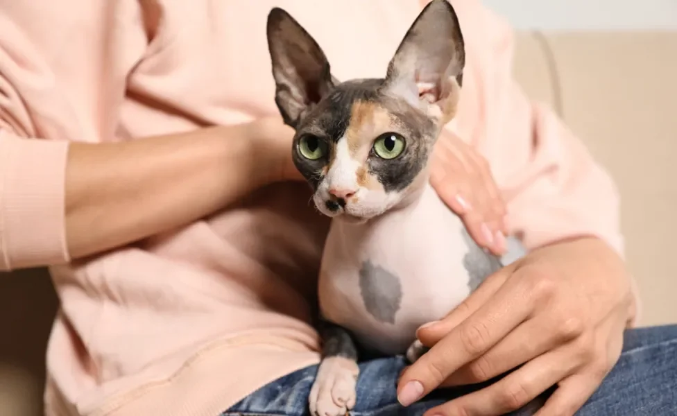 Gato Sphynx no colo da dona