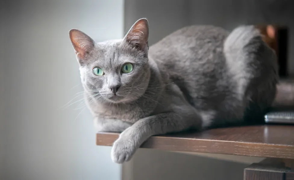Gato Korat deitado em cima de mesa de madeira
