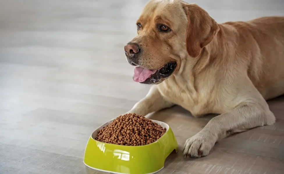Cachorro grande amarelo deitado na frente de pote cheio de ração