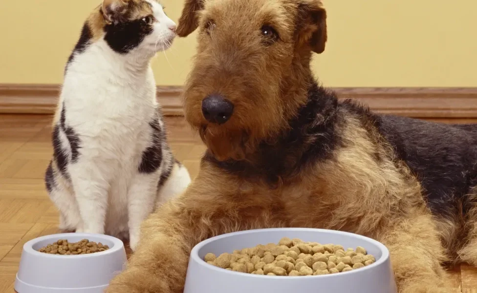 Gato e cachorro perto de seus potes de ração