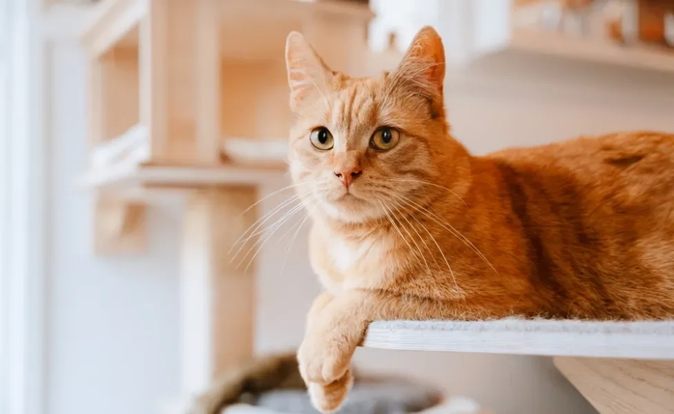 Gato laranja sentado