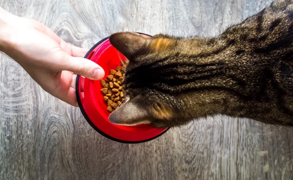 gato visto de cima olhando para pote de comida vermelho