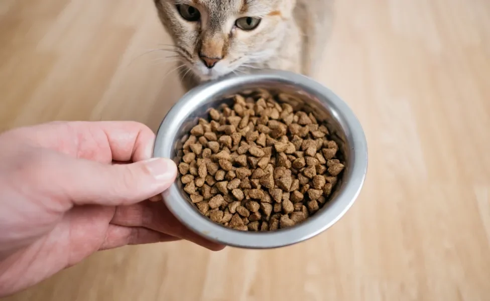Gato rajado olhando para pote de ração segurada pela mão de um tutor