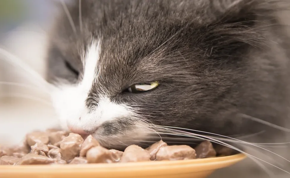Gato cinza e branco comendo ração molhada em prato laranja