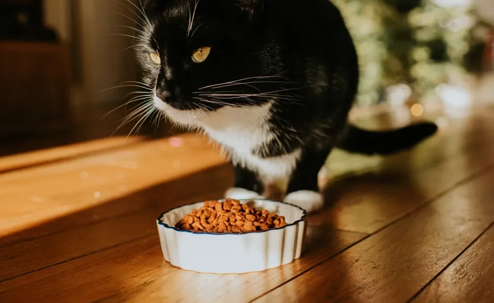 Gato preto e branco com pote branco cheio de ração na sua frente